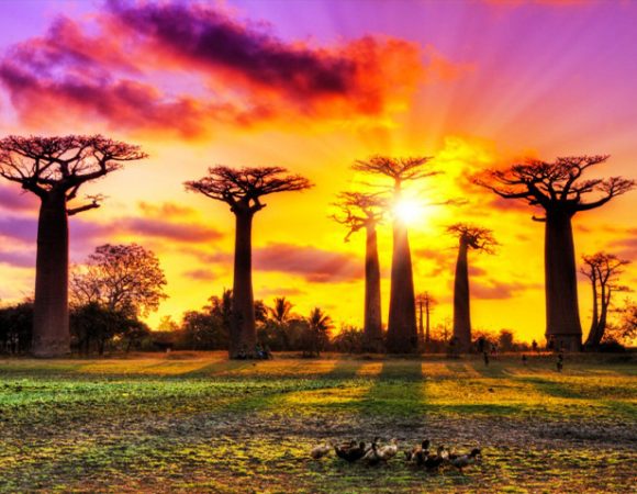Far west, tsingy and avenue of Baobabs