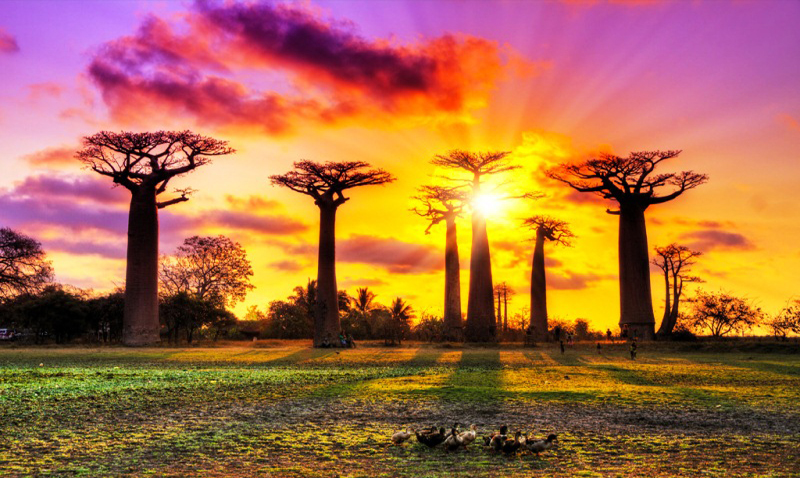 Far west, tsingy and avenue of Baobabs