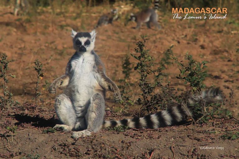 Lemur Catta / Vonjy Driver Guide Madagascar