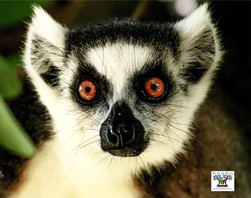 lemur-catta driver guide madagascar